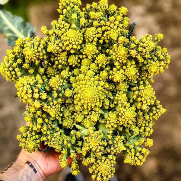 Notre sélection fruits & légumes de saison 🌿